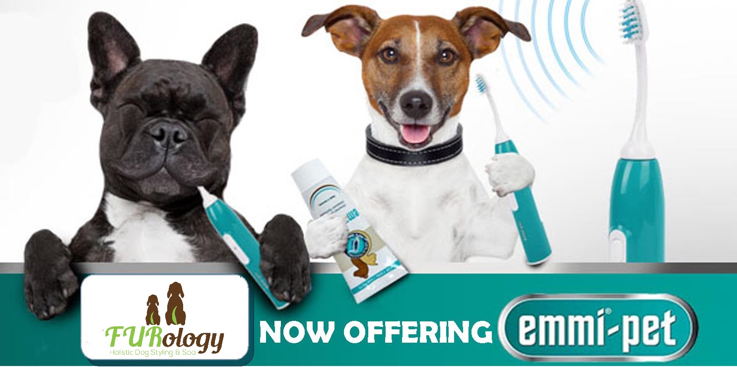emmi-pet-main-image pet teeth whitening Mossley hill